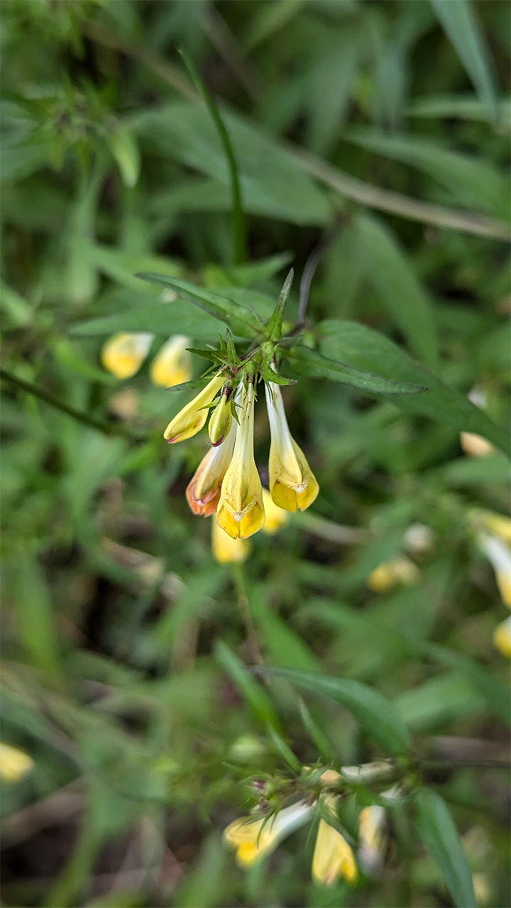 Mélampyre des prés